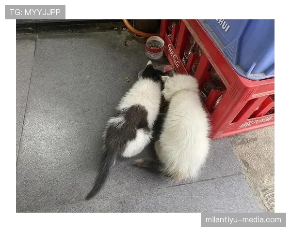 庞伟这日常比赛场还拼？听说他早晨跑步时候连楼下猫都懒得理他了
